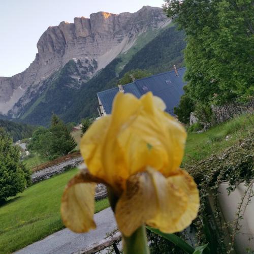 Les iris du gîte Vercors